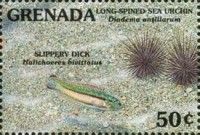 Slippery dick, long-spined sea-urchin