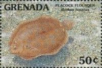 Peacock flounder