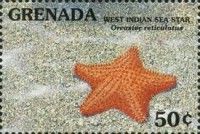 West Indian sea star