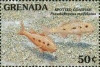 Spotted goatfish