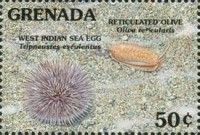 West Indian sea egg, reticulated olive