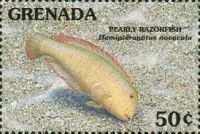 Pearly razorfish