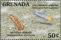 Mottled and yellowhead jawfish