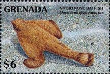 Shortnose batfish