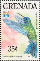 Blue-headed Hummingbird (Cyanophaia bicolor)