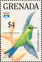 Puerto Rican Emerald (Chlorostilbon maugaeus)