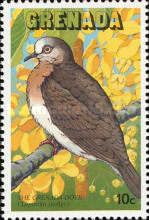 Grenada dove (Leptotila wellsi)