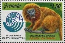 Golden lion tamarin