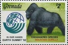 Mountain Gorilla (Gorilla beringei beringei)
