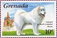 Samoyed (Canis lupus familiaris)