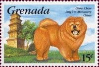 Chow-Chow (Canis lupus familiaris)