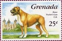 German Boxer (Canis lupus familiaris)