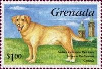 Labrador Retriever