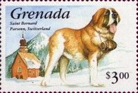 Saint Bernard Dog