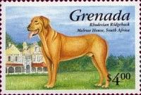 Rhodesian Ridgeback