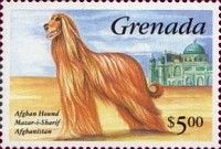 Afghan Hound