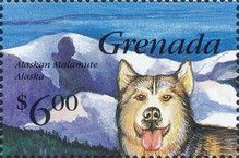 Alaskan Malamute