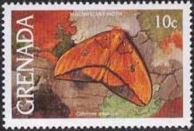 Moth (Citheronia magnifica)