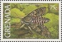 Pink-spotted Hawkmoth (Agrius cingulatus)