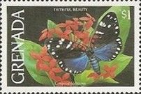 Uncle Sam Moth (Composia fidelissima)