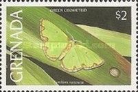 Geometrid Moth (Synchlora xysteraria)