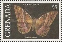 Black Witch (Ascalapha odorata)
