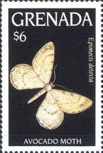 Avocado moth