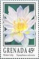 Water Lily (Nymphaea odorata)