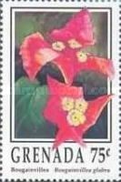 Bougainvillea (Bougainvillea glabra)