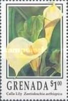 Calla Lily (Zantedeschia aethiopica)