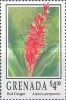 Red Ginger (Alpinia purpurata)