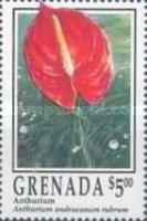 Anthurium (Anthurium andreanum rubrum)