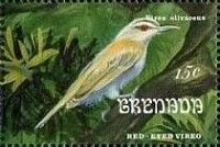 Red-eyed Vireo (Vireo olivaceus)