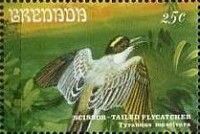 Scissor-tailed Flycatcher (Tyrannus muscivora) (see Descript