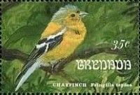 Common Chaffinch (Fringilla coelebs)