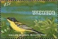 Western Yellow Wagtail (Motacilla flava)