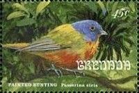 Painted Bunting (Passerina ciris)