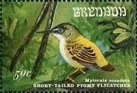 Short-tailed Pygmy Tyrant (Myiornis ecaudatus)
