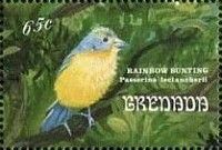 Rainbow Bunting (Passerina leclancherii)