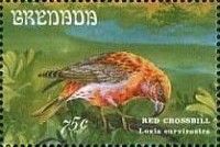 Red Crossbill (Loxia curvirostra)