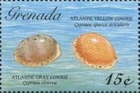 Atlantic gray cowfrie