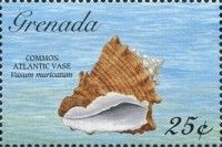 Common Atlantic Vase