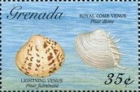 Lightning venus and Royal comb venus