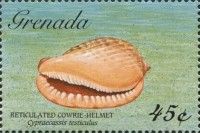 Reticulated Cowrie Helmet (Cypraecassis testiculus)