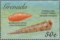 Barbados miter and Variegated turret shell
