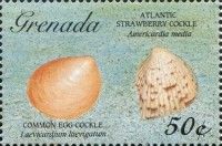 Common egg cockle and Atlantic strawberry cockle