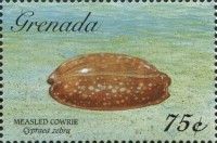Measled cowrie (Cypraea zebra)