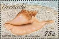 Rooster tail conch (Strombus gallus)