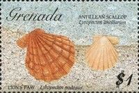Lion's paw, Antillean scallop