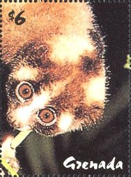 Loris